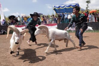 Dalam melestarikan kebudayaan tradisional di Desa Cinta, Karangtengah, Garut, Minggu (23/7). Sukarelawan Ganjar Creativity (Ganjartivity) menggelar acara bertajuk Ngadawuh Ganjar (Ngajar) dan mengadakan giat ketangkasan domba adu. Foto: Ganjartivity