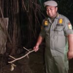 Aparat Satuan Polisi Pamong Praja (Satpol PP) Jakarta Timur mendapati pelumas hingga alat kontrasepsi bekas di sekeliling pohon beringin berdiameter lebih dari satu meter, dan sekitar pepohonan pisang di bagian sudut belakang Hutan Kota UKI Cawang dekat Tol Jagorawi, Selasa (25/7) malam. Foto: Ist