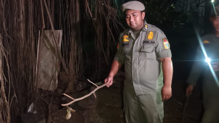 Aparat Satuan Polisi Pamong Praja (Satpol PP) Jakarta Timur mendapati pelumas hingga alat kontrasepsi bekas di sekeliling pohon beringin berdiameter lebih dari satu meter, dan sekitar pepohonan pisang di bagian sudut belakang Hutan Kota UKI Cawang dekat Tol Jagorawi, Selasa (25/7) malam. Foto: Ist