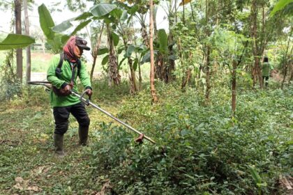 Agar tidak menghalangi cahaya lampu, penopingan pohon-pohon yang sudah lebat dilakukan di Hutan Kota Cawang, Kebon Pala, Makasar, Jakarta Timur. Pembabatan dan pembersihan areal sebagai perawatan agar tidak ada tempat disalahgunakan oleh pihak tidak bertanggungjawab, Jumat (28/7). Foto: IstAgar tidak menghalangi cahaya lampu, penopingan pohon-pohon yang sudah lebat dilakukan di Hutan Kota Cawang, Kebon Pala, Makasar, Jakarta Timur. Pembabatan dan pembersihan areal sebagai perawatan agar tidak ada tempat disalahgunakan oleh pihak tidak bertanggungjawab, Jumat (28/7). Foto: Ist