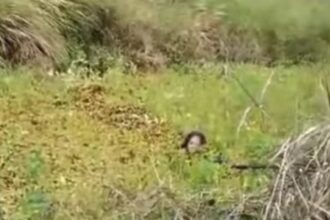 Istimewa