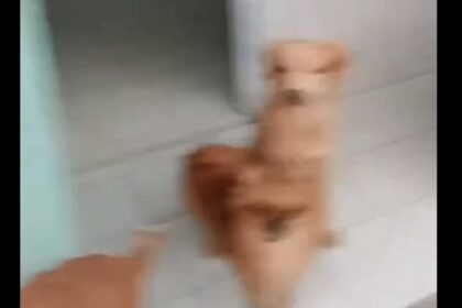 anjing