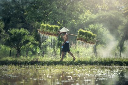 ketahanan pangan.