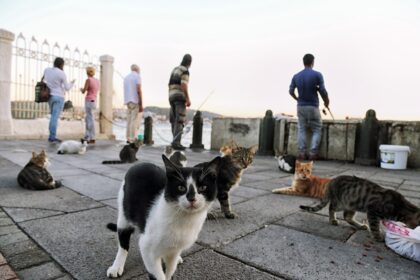 Ilustrasi kucing