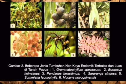 Beberapa jenis flora di Papua yang memiliki manfaat dan juga khasiat.