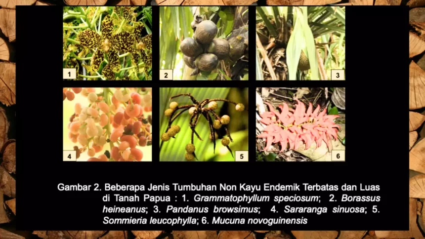 Beberapa jenis flora di Papua yang memiliki manfaat dan juga khasiat.