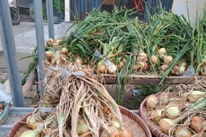 Bawang bombay.