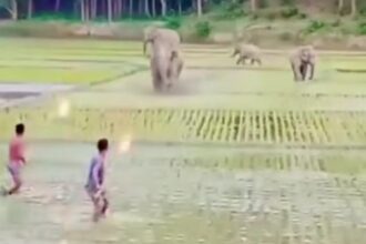 Warga usir kawanan gajah di area persawahan, Foto : Instagram, @terang_media