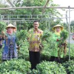 Wali Kota Jakarta Timur, Muhammad Anwar bersama Ketua Tim Penggerak Pemberdayaan Kesejahteraan Keluarga Kota Administrasi Jakarta Timur, Diah Anwar, dan Wakil Walikota Jakarta Timur, Iin Mutmainnah saat panen raya urban farming atau pertanian kota di Rooftop Gedung Parkir Kantor Walikota, Kamis (21/9). Foto: Ist