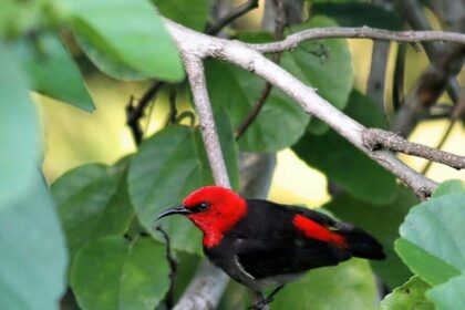 Spesies burung baru yang diberi nama Myzomela Irianawidodoae.