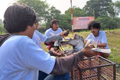 Salurkan hobi pemuda dan mahasiswa, sukarelawan Pemuda Mahasiswa Nusantara (PMN) Dukung Ganjar bangun fasilitas merpati kolong di Kampung Nanggul, RT 2/RW 3, Desa Sukasari, Kecamatan Rajeg, Kabupaten Tangerang, Banten, Minggu (3/9). Foto: PMN