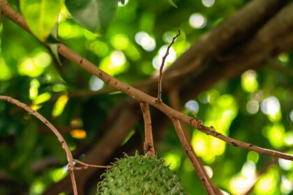 Daun buah sirsak, memiliki khasiat mengobati banyak penyakit.