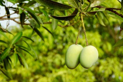 Daun dan buah mangga.
