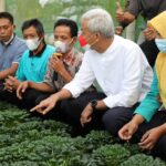Ganjar Pranowo bersama kelompok petani organik di Desa Batur, Kecamatan Getasan, Kabupaten Semarang.