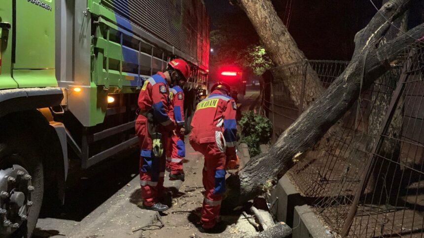 Sejumlah petugas Damkar mengevakuasi pohon Mahoni berukuran besar di Jalan Raya Mabes Hankam, Kelurahan Bambu Apus, Kecamatan Cipayung, Jakarta Timur (Jaktim), Minggu (22/10) malam. Foto: Damkar Jaktim