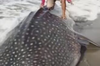 Ikan paus terdampar di Jawa Tengah. Foto: IG, @kabarnegri (tangkap layar)