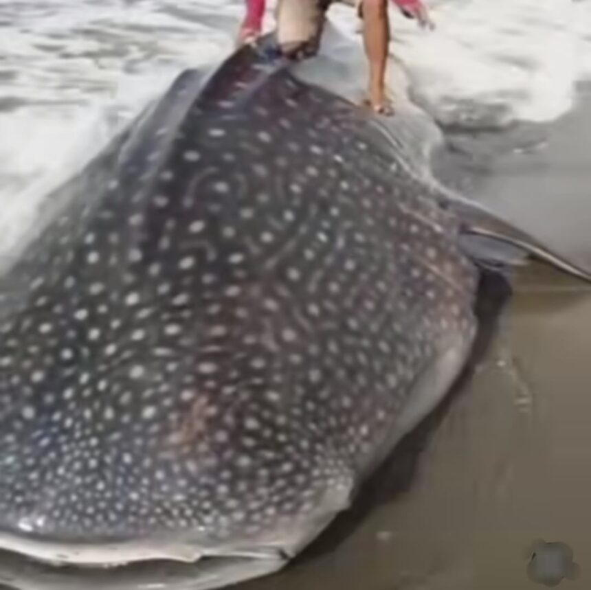 Ikan paus terdampar di Jawa Tengah. Foto: IG, @kabarnegri (tangkap layar)