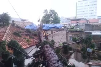 Angin puting beliung menghempaskan pohon berukuran besar tumbang menimpa rumah warga di Kota Cimahi, Jawa Barat, pada Rabu (25/10) sekitar pukul 13.00 WIB. Foto: Ist