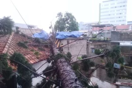 Angin puting beliung menghempaskan pohon berukuran besar tumbang menimpa rumah warga di Kota Cimahi, Jawa Barat, pada Rabu (25/10) sekitar pukul 13.00 WIB. Foto: Ist