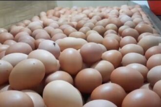 Harga telur ayam kembali merangkak naik hingga mengakibatkan omzet pedagang mulai mengalami penurunan, Selasa (24/10). Foto: Dok/ipol.id