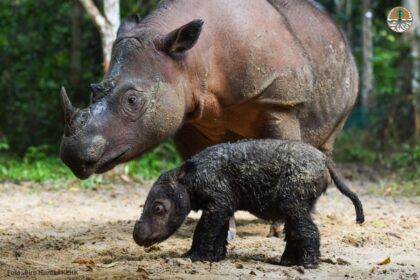 Badak sumatera (Dicerorhinus sumatrensis) yang berada di Pulau Kalimantan spada era 90-an sempat dikira punah.