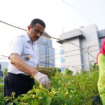 Wali Kota Jakarta Timur, M. Anwar memanen cabai dalam kegiatan panen raya dan penanaman pohon produktif di Saung Edukasi Rooftop Farm Kantor Walikota Jakarta Timur, Rabu (8/11). Foto: Ist