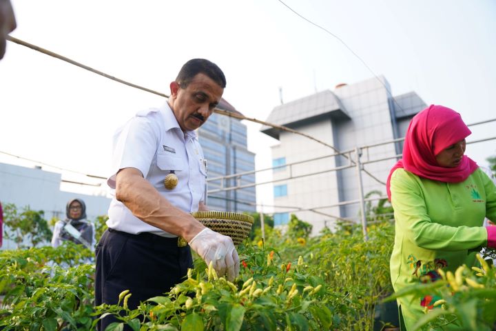 Wali Kota Jakarta Timur, M. Anwar memanen cabai dalam kegiatan panen raya dan penanaman pohon produktif di Saung Edukasi Rooftop Farm Kantor Walikota Jakarta Timur, Rabu (8/11). Foto: Ist