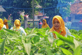 Kelompok Tani Wanita (KWT) Srikandi di Mrican Caturtunggal Depok. Foto: Istimewa