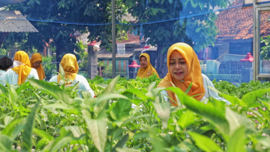 Kelompok Tani Wanita (KWT) Srikandi di Mrican Caturtunggal Depok. Foto: Istimewa
