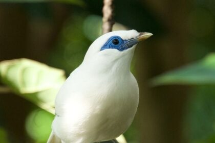 Salah satu burung langka Jalak Bali yang diperdagangkan secara ilegal, dan berhasil dilindungi oleh AZA.