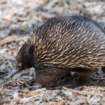 Echidna merupakan mamalia sejenis landak yang bertelur.