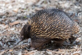 Echidna merupakan mamalia sejenis landak yang bertelur.