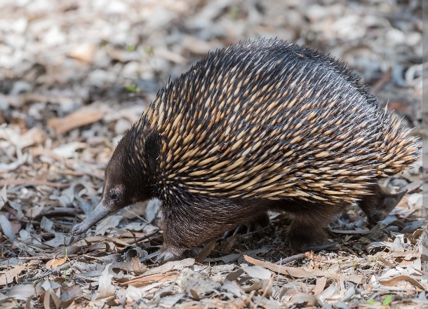 Echidna merupakan mamalia sejenis landak yang bertelur.