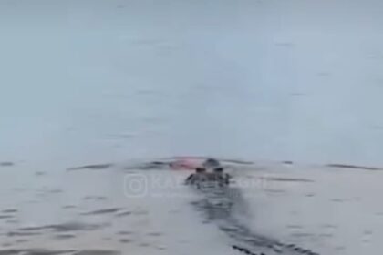 Ilustrasi Buaya Sungai Arut menakan korban Lantarab ayan Foto: IG @kabarnegri (tangkap layar)