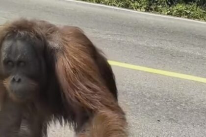 Wanita berikan pisang kepada orang utan. Foto: IG, @terang_media