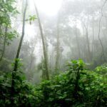 Hutan hujan tropis sebagai salah satu elemen penting penyerapan karbon dunia