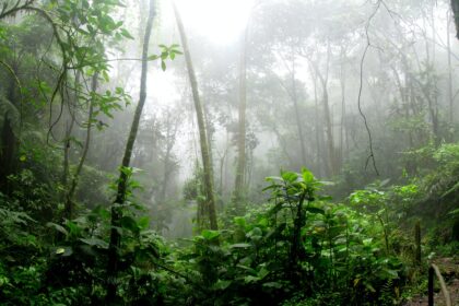 Hutan hujan tropis sebagai salah satu elemen penting penyerapan karbon dunia