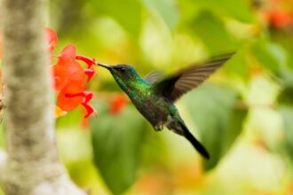 Burung kolibri hijau asal Brazil salah satu satwa yang trancam akibat kebakaran hutan hujan tropis di negara tersebut.