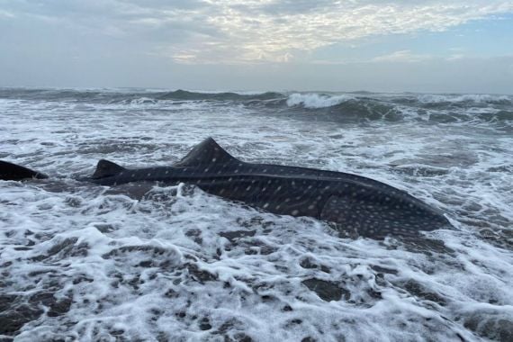 Seekor hiu tutul (Rhincodon typus) terdampar di Pantai Welahan Wetan, Kecamatan Adipala, Kabupaten Cilacap. ANTARA