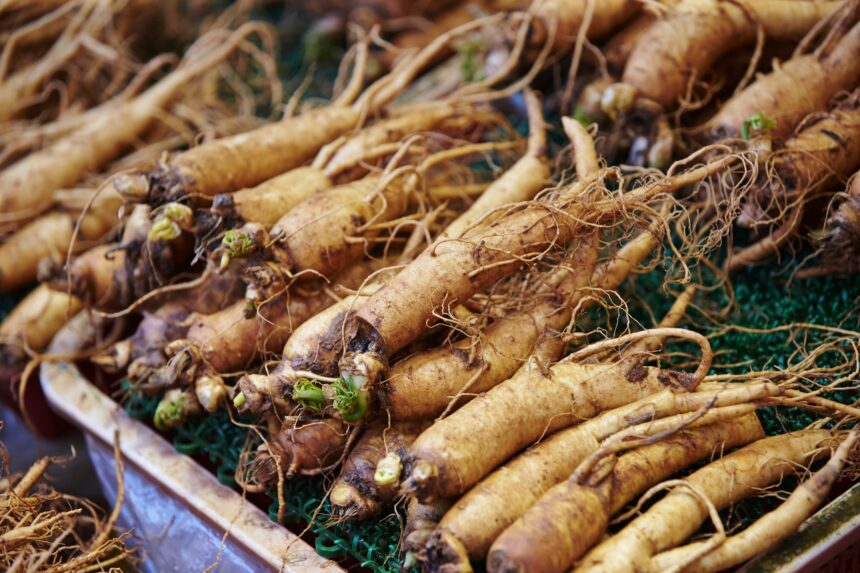 Ginseng merah.