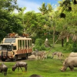 Perjalanan safari di Taman Safari Bali.