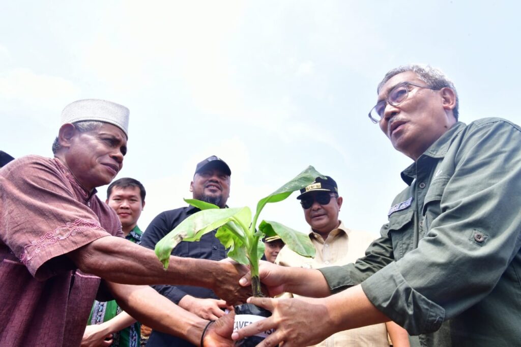 Tanam Perdana Pisang Cavendish di Lutim, Petani Terharu Terima Bantuan Bibit 2 22065aea 9611 4efe bd82 47ea820ba1b9