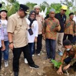 Setelah mendatangi pondok pesantren DDI Mangkoso di Kabupaten Barru, Pesantren As'diayah Sengkang Kabupaten Wajo, dan Pesantren Al Ikhlas Ujung Kabupaten Bone, Penjabat Gubernur Sulsel, Bahtiar Baharuddin, kembali mendatangi pesantren untuk mengajak santri terlibat dalam budidaya pisang cavendish. Foto/ist