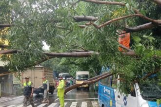 Satu unit armada JakLingko ringsek tertimpa pohon Akasia yang tumbang di Jalan Pahlawan Komarudin, Cakung Barat, Cakung, Jakarta Timur, Selasa (30/1) sekitar pukul 10.15 WIB. Sejumlah petugas terkait berupaya mengatur arus lalu lintas di lokasi. Foto: Ist