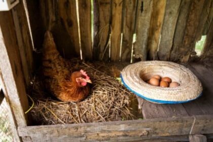 Kandang ayam milik warga terdampak saat peristiwa tebing aliran Kali Cipinang di permukiman warga RT 15/RW 05, Kelurahan Cibubur, Kecamatan Ciracas, Jakarta Timur, pada Sabtu (6/1) sore, longsor. Foto: Freepik