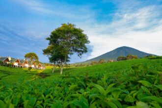 Di sekitar kawasan kebun teh PAgar Alam Gunung Dempo juga terdapat villa-villa yang disewakan.