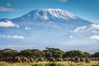 Keindahan Gunung Kilimanjaro yang punya beragam ekosistem. Foto: discoverafrica
