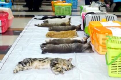 Petugas Sudin Ketahanan Pangan, Kelautan dan, Pertanian (KPKP) saat melakukan vaksinasi terhadap hewan penular rabies (HPR) di Jakarta. Foto: Dok/ipol.id