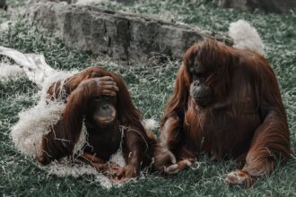 Ilustrasi Orangutan Indonesia yang banyak diteliti oleh periset asing.