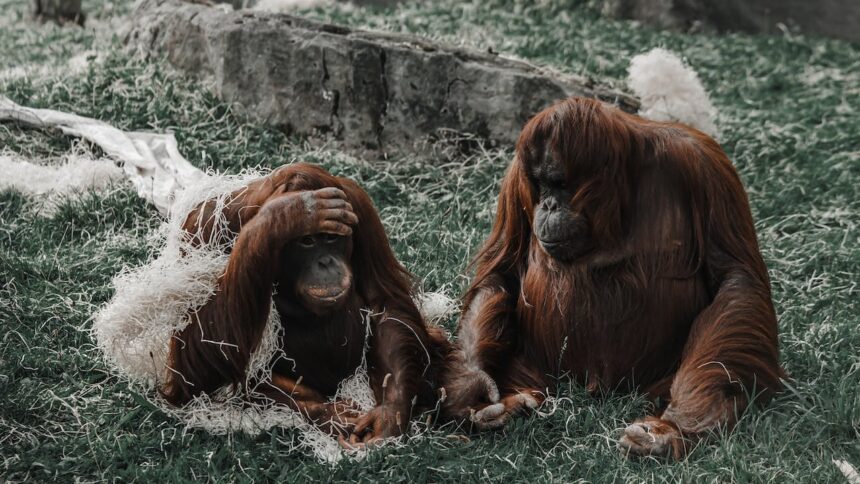 Ilustrasi Orangutan Indonesia yang banyak diteliti oleh periset asing.